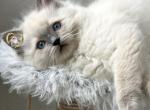 Precious Gemstones Litter - Ragdoll Kitten For Sale - Dallas, TX, US