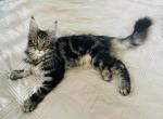 Hershey - Maine Coon Cat For Sale - Staten Island, NY, US