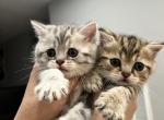 Scottish Straight Kitten - Scottish Straight Kitten For Sale - 
