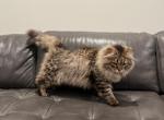 Leo - Siberian Cat For Sale/Service - Houston, TX, US