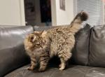 Oliver - Siberian Cat For Sale - 