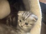 Paris and Massimo - Scottish Fold Kitten For Sale - 