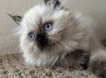 Persian Dollface Himalayan Kittens - Persian Kitten For Sale - Rancho Santa Margarita, CA, US