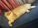 Golden straight - Scottish Straight Kitten For Sale - Buffalo, NY, US