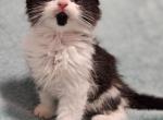 Geppetto - Scottish Straight Kitten For Sale - Lebanon, TN, US