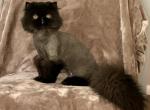 PRICE CUT Miss Moxie - Persian Cat For Sale - 