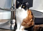 Callie - Scottish Straight Cat For Sale - Bonney Lake, WA, US