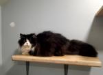 Fred - Scottish Straight Cat For Sale - Bonney Lake, WA, US