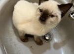 Seal point female - Siamese Kitten For Sale - Inglis, FL, US