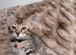 Bengal Kittens Orange - Bengal Kitten For Sale - Phoenix, AZ, US