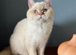 Demian - British Shorthair Cat For Sale - Los Angeles, CA, US