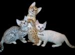 MEGASPOTZ SAVANNAH CATS - Savannah Kitten For Sale - Harrisburg, PA, US