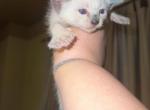 Siamese kittens 2 - Siamese Kitten For Sale - Worcester, MA, US