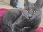 Rocky - Chartreux Kitten For Sale