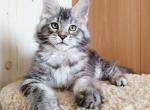Harley - Maine Coon Kitten For Sale - Boston, MA, US