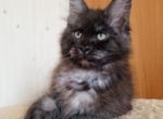 Helsy - Maine Coon Kitten For Sale - Boston, MA, US