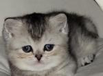 Ferret - Scottish Straight Kitten For Sale - Houston, TX, US