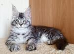 Harley - Maine Coon Kitten For Sale - Houston, TX, US