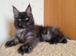 Helsy - Maine Coon Kitten For Sale - Houston, TX, US