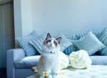 Sapphire Adorable kitten - Ragdoll Kitten For Sale - State College, PA, US