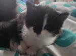 Orca - Domestic Kitten For Sale - Wells, ME, US