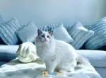 Cuba Fluffy boy - Ragdoll Kitten For Sale - New York, NY, US