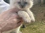 Ragdoll Kitten Ready in April - Ragdoll Kitten For Sale - Westborough, MA, US