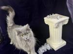 Jing Wei - Minuet Cat For Sale/Service - 