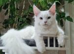 Angela - Maine Coon Cat For Sale - Miami, FL, US