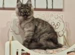 Yustin - Maine Coon Kitten For Sale - Miami, FL, US