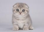 Loulait - Munchkin Cat For Sale - Norwalk, CT, US