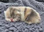 Dagny - Exotic Kitten For Sale - Bois D Arc, MO, US