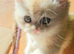 Nila - British Shorthair Kitten For Sale - New York, NY, US
