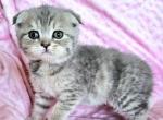 Berry - Scottish Fold Kitten For Sale - New York, NY, US