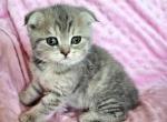 Berry - Scottish Fold Kitten For Sale - New York, NY, US