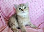 Paisley - British Shorthair Kitten For Sale - New York, NY, US