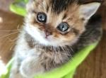 Patrick - British Shorthair Kitten For Sale - New York, NY, US
