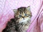 Marisa - British Shorthair Kitten For Sale - New York, NY, US