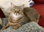 Korra - Domestic Cat For Adoption - 