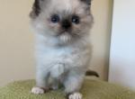 Seal point male mitted - Ragdoll Kitten For Sale - San Diego, CA, US
