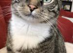 Kal El - Domestic Cat For Sale - Fort Collins, CO, US