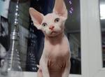 Milky Kiss - Sphynx Kitten For Sale - Pembroke Pines, FL, US