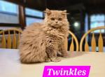 Munchkin minuets 3 - Munchkin Kitten For Sale - 