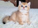 British A Lime - British Shorthair Kitten For Sale - 
