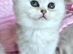 Pretty litter - British Shorthair Kitten For Sale - New York, NY, US