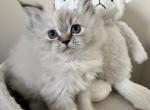 Orchid - Persian Kitten For Sale - Waterbury, CT, US