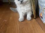 sasha - Himalayan Cat For Sale - Mount Prospect, IL, US