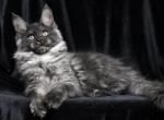Manuella - Maine Coon Kitten For Sale - 