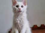 Calvin - Maine Coon Kitten For Sale - Brighton, CO, US