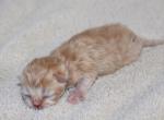 Orange Male Persian Kitten - Persian Kitten For Sale - Stanton, MO, US